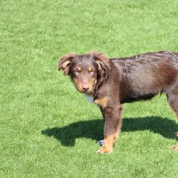 Titan Bear - Miniature Australian Shepherd