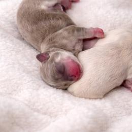 Lilac husky - Silver and white male Chihuahua puppy in Smyrna, Georgia from GeorgiasChihuahuas