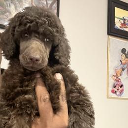 Brown - Brown male Poodle puppy in Ogden, Utah from Kotu Poodles