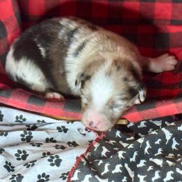 Flash - Blue merle male Australian Shepherd puppy in California from Eagle River Aussies