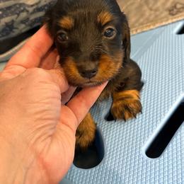 Jupiter - Black and tan female Dachshund puppy in Delta, Utah from Dix n’ Dot Dachshunds