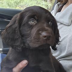 Boykin Spaniel puppies from Schroeder Boykins