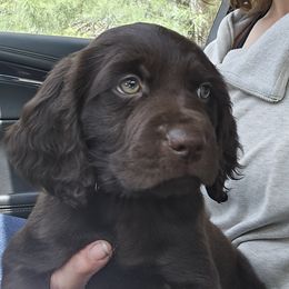Boykin Spaniel puppies from Schroeder Boykins
