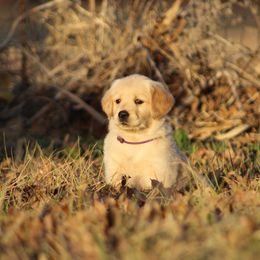 Golden Retriever Puppies from Golden Barnes Kennel