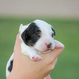 Luke - Tri-color male Bernedoodle puppy in Longview, Texas from Furry Tail Doodles