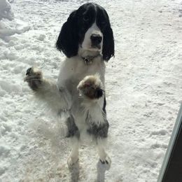 English Springer Spaniel All Grown Up from RedDoor English Springer Spaniels