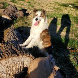Bane - Border Collie