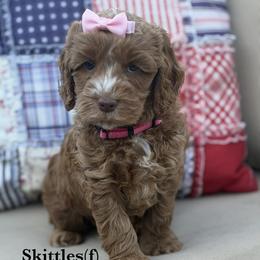 Skittles - Caramel red female Australian Labradoodle puppy in Citrus Heights, California from Elite Blend Labradoodles