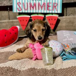 Dachshund Puppies from M.H.P Dachshunds