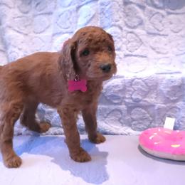 Pink Collar - Red  female Poodle puppy in Vass, North Carolina from Dakliff Standard Poodles