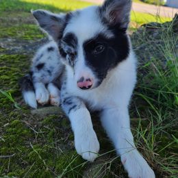 Border Collie Puppies from Harmonie 21 Border Collies