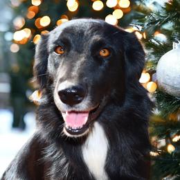 Mystique - Australian Shepherd