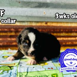 Red collar - Black tri-color female Australian Shepherd puppy in Greenville, Texas from Amandas Aussies