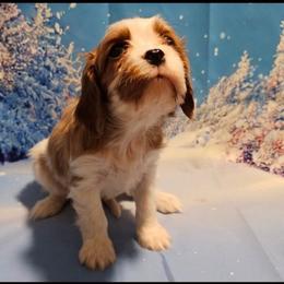 Frosty - Blenheim male Cavalier King Charles Spaniel puppy in Rochelle, Illinois from Lakeview Cavaliers