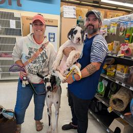 Moxie - Harlequin female Great Dane puppy in Brooksville, Florida from Follow My Lead Great Danes