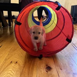 Labrador Retriever Puppies from Armory Labradors