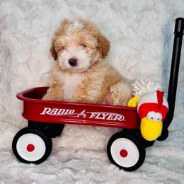 Snoopy - Cream male Maltipoo puppy in West Jordan, Utah from Mid Sized Maltipoos and More LLC