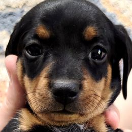 Dachshunds from Jessica Engleman