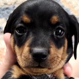 Dachshunds from Jessica Engleman