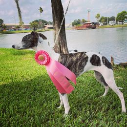 "Won the Hound Group 4-6 puppy! " Whippet All Grown Up from Cheshire Whippets