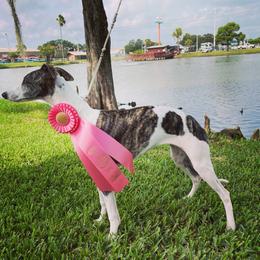 "Won the Hound Group 4-6 puppy! " Whippet All Grown Up from Cheshire Whippets