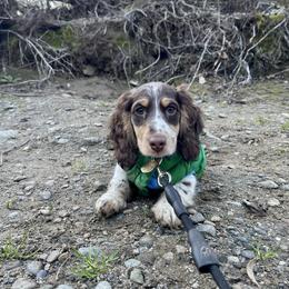 Jäger - Dachshund