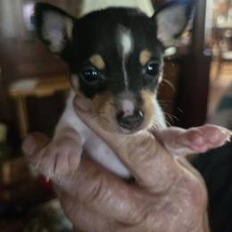 Boy 1 - White black and tan male Toy Fox Terrier puppy in Wellborn, Florida from Roudee Dragontails