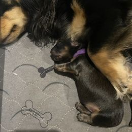 Dachshund Puppies from Jantera Mini Longhair Dachshunds