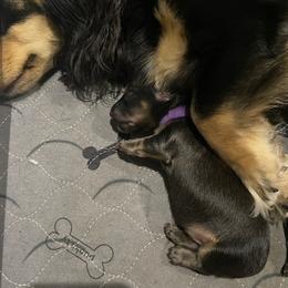 Dachshund Puppies from Jantera Mini Longhair Dachshunds