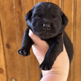 Everest - Black female Labrador Retriever puppy in Tomahawk, Wisconsin from Mahner Labs