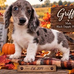 Griffin - Black and tan male Dachshund puppy in Hudson, Michigan from Mittentail Kennel Miniature Dachshunds & Australian Shepherds