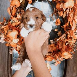 Janet - Red  female Goldendoodle puppy in Beecher, Illinois from Cherry Lane Doodles