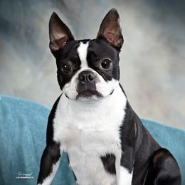 Ariela - Boston Terrier