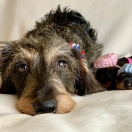 Dachshund Puppies from Vom Dörnerstein