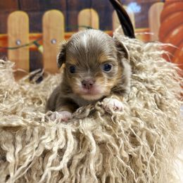 Prancer - Blue and tan male Chihuahua puppy in Gloucester, Virginia from Charlotte's Web of Chihuahuas