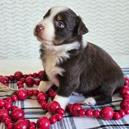 Reverie - Red tri-color female Australian Shepherd puppy in Mountain Grove, Missouri from K Bar H Farms