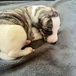 Fillis - Fawn brindle female Whippet puppy in Clinton, Tennessee from Ivanhoe Borzoi