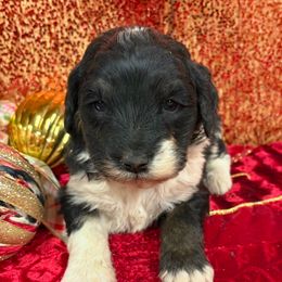 Millie - Black and white female Aussiedoodle puppy in Marshall, Arkansas from Buffalo River Puppies