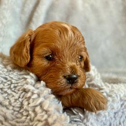 Maple - Brown female Cavapoo puppy in Milton, Pennsylvania from Nita's Poodle Pooche's