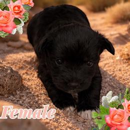 Female - Black female Miniature Schnauzer puppy in Yerington, Nevada from The Schnauzer Lady