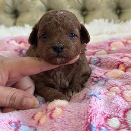 Red - Red  female Poodle puppy in Austin, Texas from C & C Texas Toy Poodles