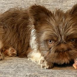 Assorted Doodle Crosses, French Bulldogs, Maltipoos, Poodles, and Saint Berdoodles from Brewer's Doodles and French Bulldogs