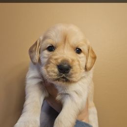 Girl 7 - Golden female Golden Retriever puppy in Hamilton, Mississippi from Keller's Retrievers