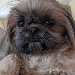 Snickers - Shih Tzu