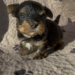 Sky collar Girl 5 - Black and tan female Yorkshire Terrier puppy in Houston, Texas from Little things