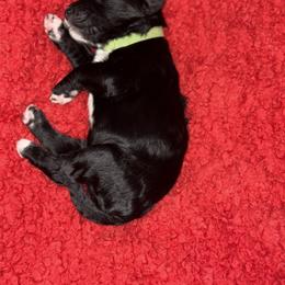 Sheepadoodle Puppies from Mojave Premier Kennels
