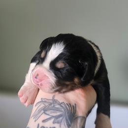 Panda - Black tri-color male Australian Shepherd puppy in London, Kentucky from Kenmont Kennels