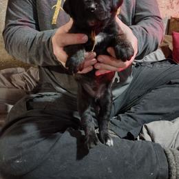 Orange boy - Brindle male Boerboel puppy in Dowagiac, Michigan from Flanders Kennels LLC