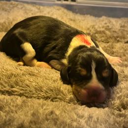 Red boy - Tri-colored male Treeing Walker Coonhound puppy in Lovelady, Texas from 3 Color Kennel