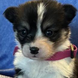 Pembroke Welsh Corgis from Esther's Pembroke Welsh Corgis